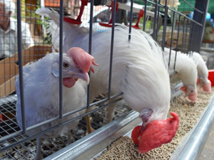 AGRO-2017_Poultry