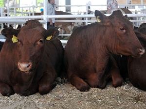 agro-2018_cattle